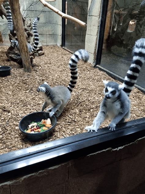 Rainforest zoo sevierville - Jul 28, 2022 · Rainforest Adventures Discovery Zoo in Sevierville , TN is an absolute MUST during your Smoky Mountain family vacation! It is one of the best attractions in ... 